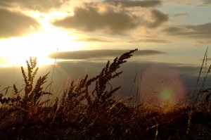 Autumn Photo: Norma Scheibe