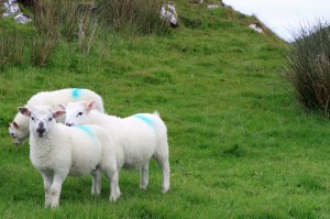 Fans gather!Photo: Norma Scheibe