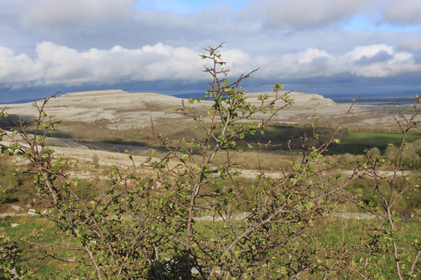 The BurrenPhoto: Norma Scheibe