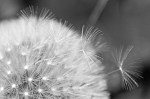 closeup dandelion