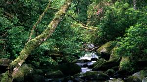 Rivers_wallpapers_402