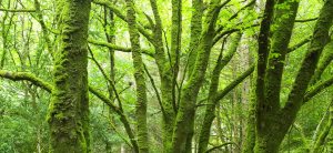 saint-patricks-cathedral-dublin