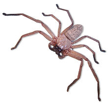 220px-Huntsman_spider