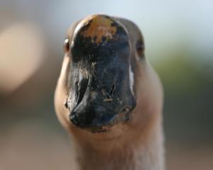 He had an expression on him like a goose looking down the top of a bottle..