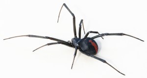 Redback
