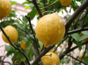 lemon_on_tree