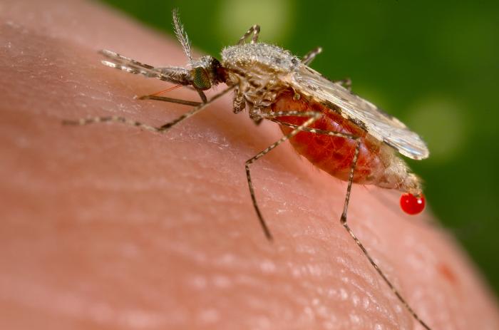 An Anopheles stephensi mosquito is obtaining a blood meal from a human host through its pointed proboscis. Note the droplet of blood being expelled from the abdomen after having engorged itself on its host’s blood. This mosquito is a known malarial vector with a distribution that ranges from Egypt all the way to China. Rsabbatini at en.wikipedia