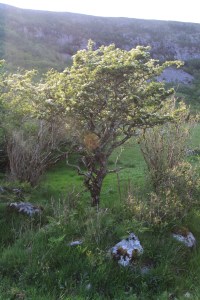 hawthorn and burren