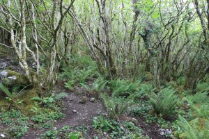 Photos; Norma Scheibe