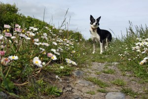 Ziggy Photo: Norma Scheibe