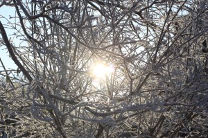 Photo: Norma Scheibe