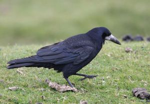 Corvus frugileus - Rook Photo: Brian Snelson Wikimedia Commons