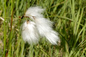 Bog Cotton Photo: James K. Lindsey Wikimedia Commons