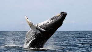 Whale, Stellwagen Bank National Marine Sanctuary Photo: Whit Welles Wikimedia Commons