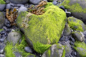 Photo: Norma Scheibe photo Photo: Norma Scheibe