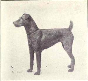 Irish Terrier - 1915 Wikimedia commons