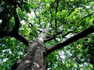 Photo: Norma Scheibe