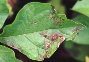 potato blight wikimedia commons