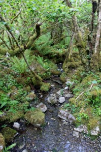 Stream near St. Colman's The Burren Photo: Norma Scheibe