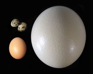 Ostrich egg, chicken egg and quail egg Photo: Rainer Zenz Wikimedia Commons