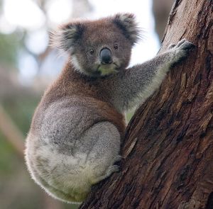 Koala Wikimedia commons