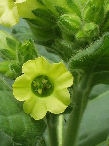 Tobacco Flower, leaf and buds. Photo: William Rafti Wikimedia Commons
