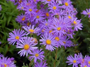 Aster amellus Wikimedia Commons