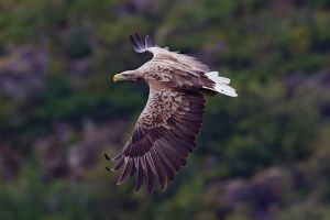 White tailed eagle Photo: Yathin S. Krishnappa  Wikimedia Commons 