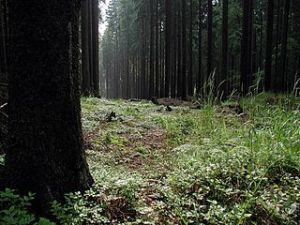 Photo: Jon Sullivan Wikimedia Commons