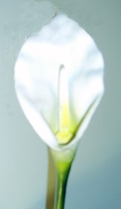Easter Lily Wikimedia Commons