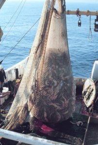 Trawl Net U.S. National Oceanic and Atmospheric Administration,  Wikimedia Commons