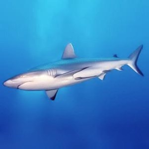 Grey Reef Shark Wikipedia.org