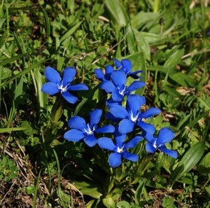 Burren Gentian Photo: Friedrich Böhringer Wikimedia Commons -