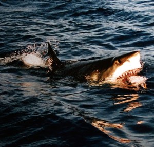 Image; Wikipedia.org