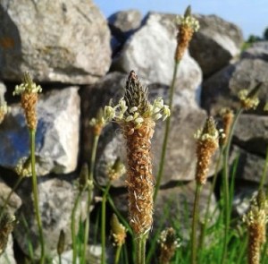 Photo: Norma Scheibe