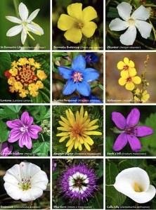 "Flower poster 2" by Alvesgaspar  Creative Commons