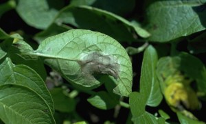 "Late blight on potato leaf 2" by Howard F. Schwartz, Colorado State University, United States - Wikimedia Commons -