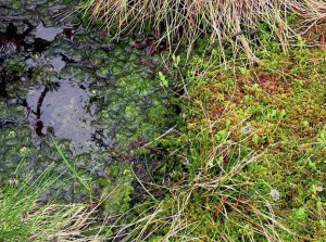 Sphagnum Moss Photo: Wikimol Wikimedia Commons