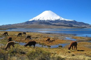 Parinacota volcano, Chile Photo: mtchm  Creative Commons
