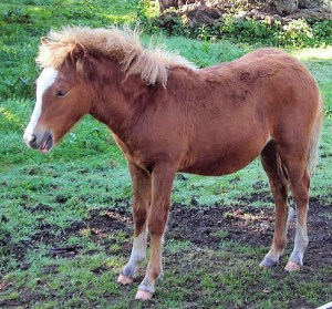 Kerry Bog Pony Photo: Jim Linwood  Wikimedia Commons