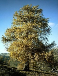"Mélèze en Automne" Photo: Antony.sorrento. Wikimedia Commons -