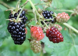 Photo: Ragesoss Creative Commons/ Wikimedia Commons