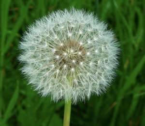 Dandelion: Photo: Greg Hume  Wikimedia Commons