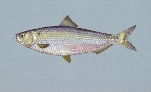 Blueback herring fish  Photo:  Duane Raver, U.S. Fish and Wildlife Service