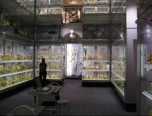 The skeleton of the 7.5 feet (230 cm) tall Byrne displayed at the Royal College of Surgeons of England in London image by:StoneColdCrazy Wikimedia Commons 