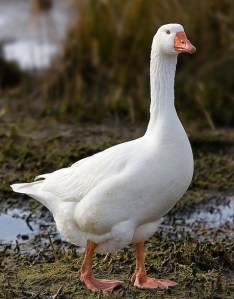 Domestic Goose Photo: Noodle snacks Wikimedia Commons