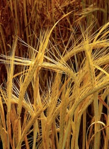 Hordeum-barley Wikimedia Commons   