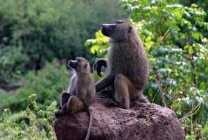 Photo: Charles J Sharp Wikimedia Commons 