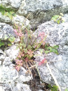 Photo: EO'D theburrenandbeyond.com