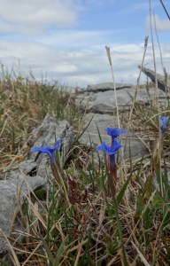 Burren flowers Blue Gentian Photo: EO'D
